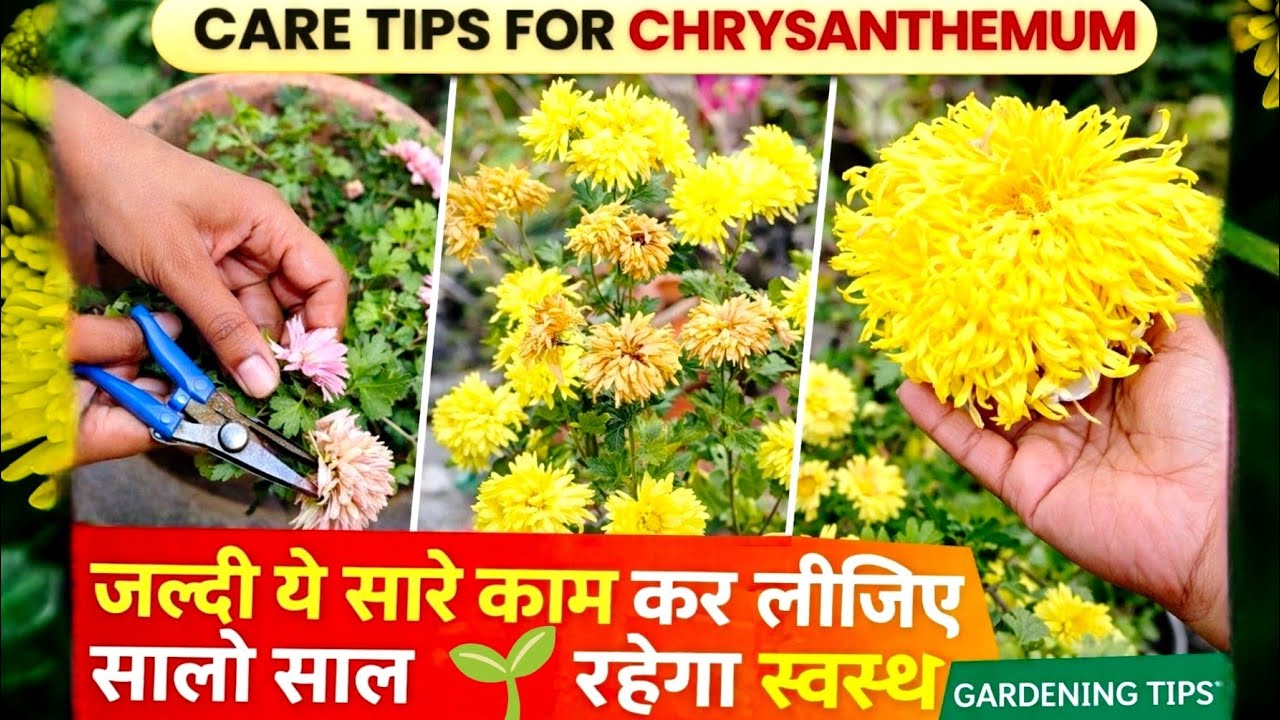 Jaldi se ye Kaam Kar Lijiye  | Salo Saal Healthy Rahega guldaudi plant | chrysanthemum care tips
