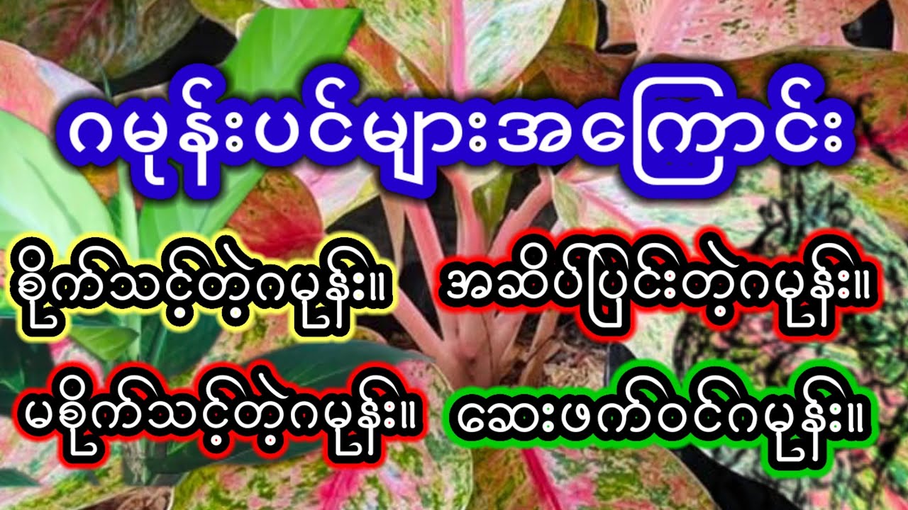 ဂမုန်းပင်များအကြောင်း(စိုက်သင့်၊ မစိုက်သင့်၊ အဆိပ်ရှိ၊ ဆေးဖက်ဝင်) #generalknowledge