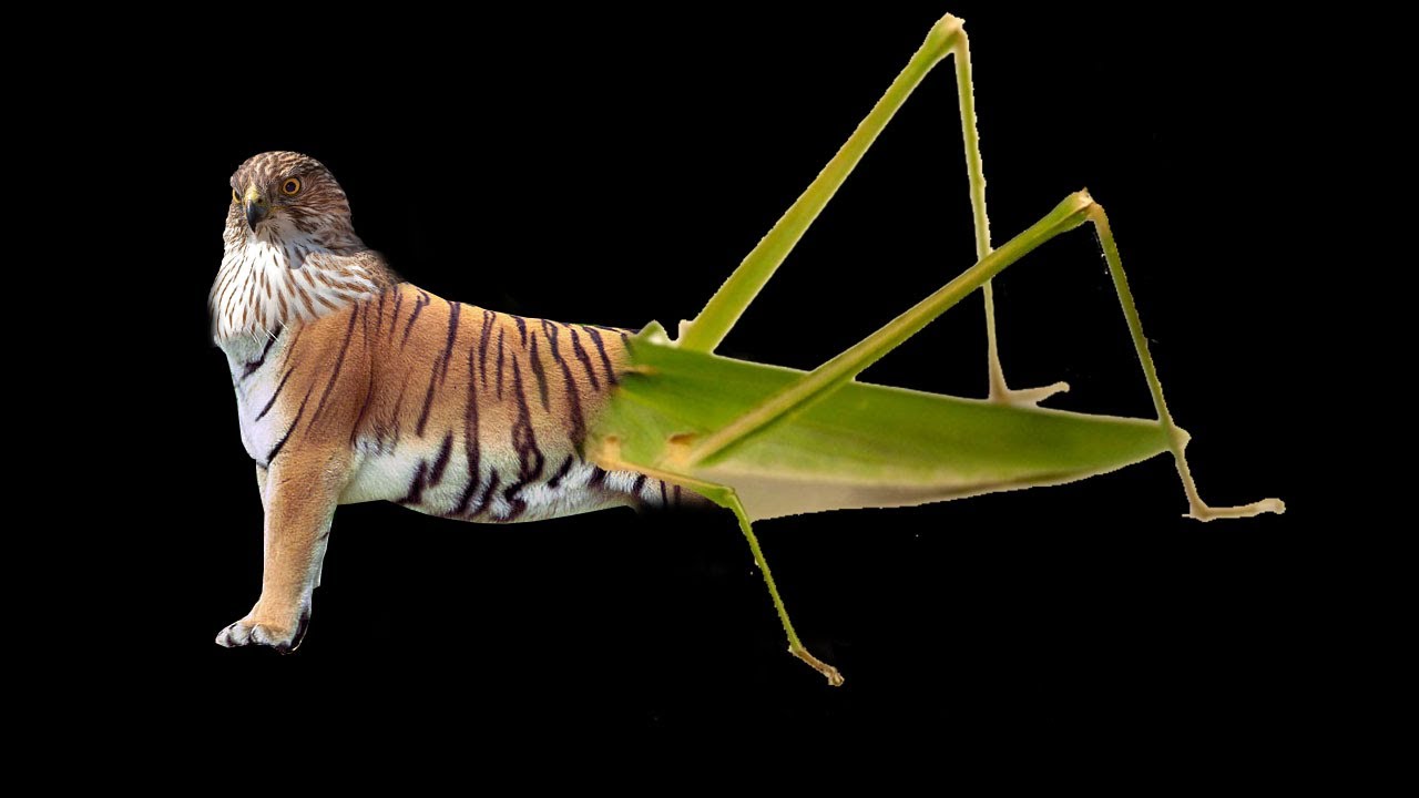OOO combo are real animal be like: