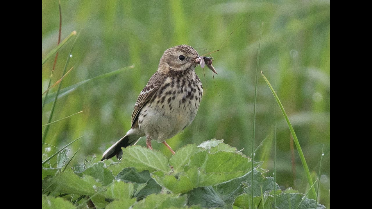 Une espèce, un vol : Pipit farlouse (Anthus pratensis)