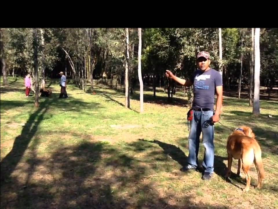 Adiestrando A Tu Perro- Cómo hacer que regrese si se aleja demasiado.