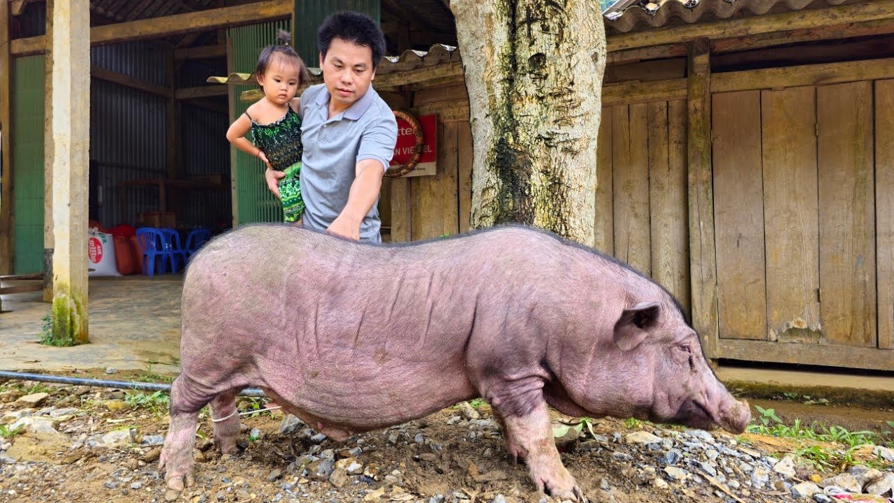 Selling black pigs to customers during Tet gets a high price-Buy ironmesh to fence around the farm
