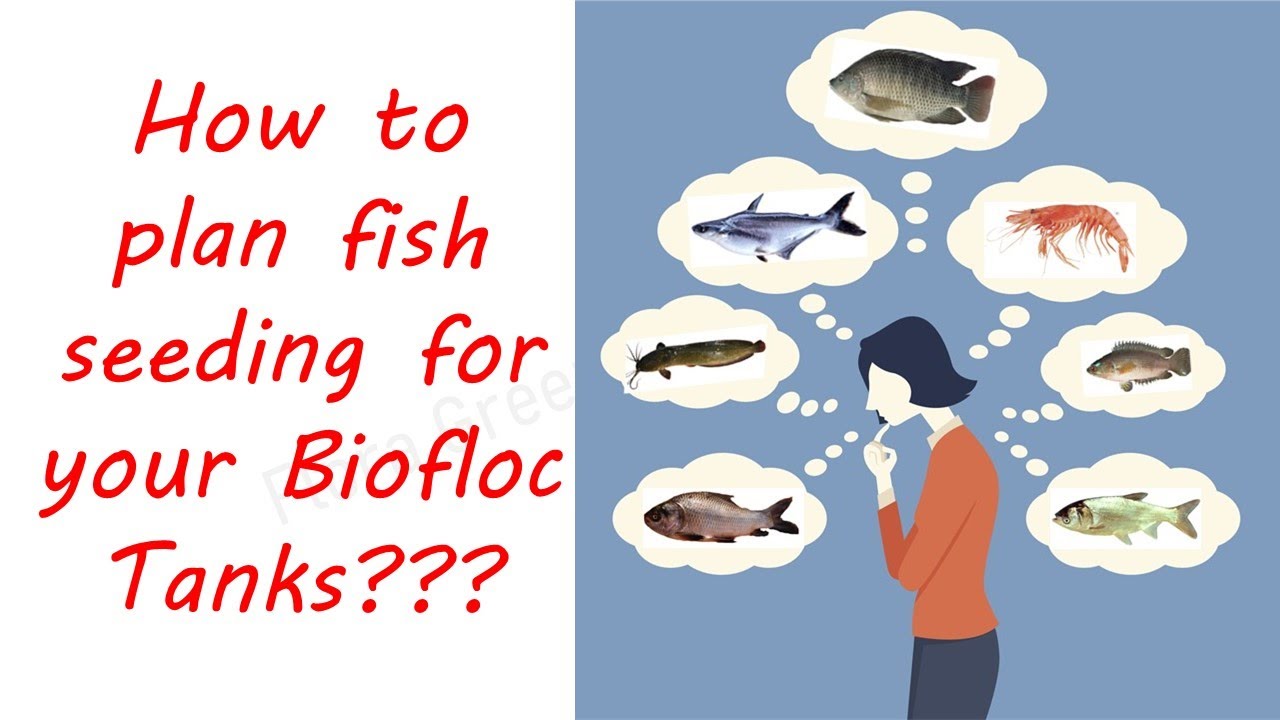 How to plan fishes for your Biofloc Tanks? #Biofloc #Fish tank planning
