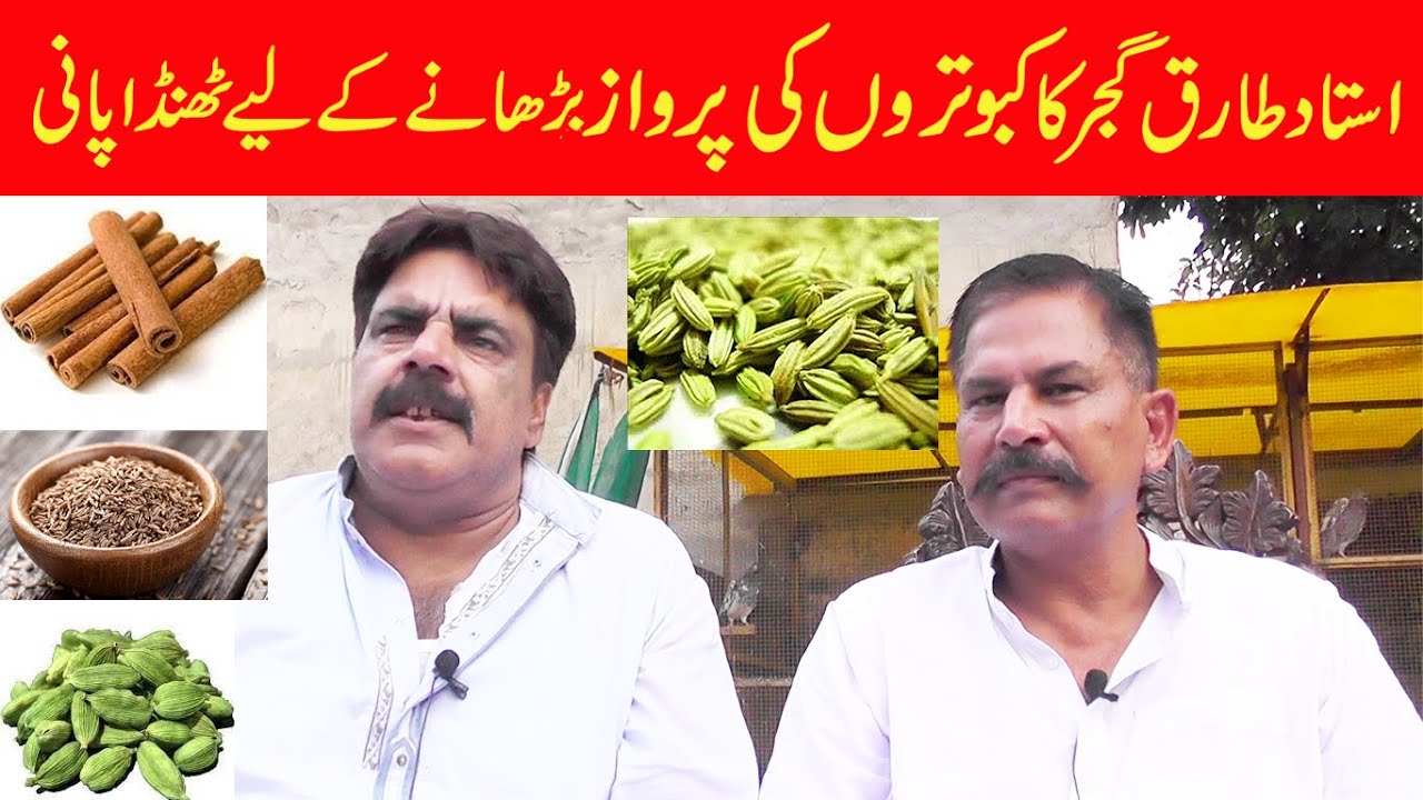 استاد طارق گجر کا کبوتروں کی پرواز پرھانے کے لیے ٹھنڈا پانی      part 1
