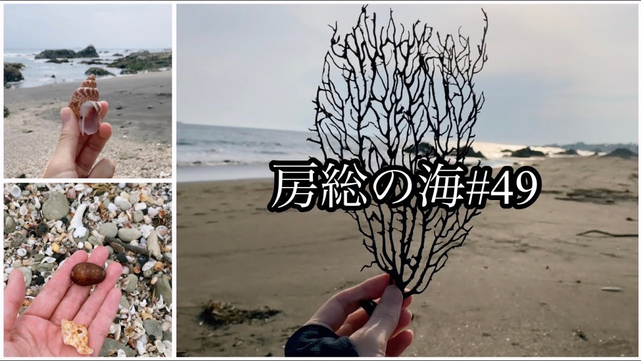 房総の海#49/ずっと欲しかった！ウミウチワを拾う/ミノガイ/美しい波の跡/巨大な流木/浜辺を歩く/海岸散歩/タカラダイ/ビーチコーミング/自然