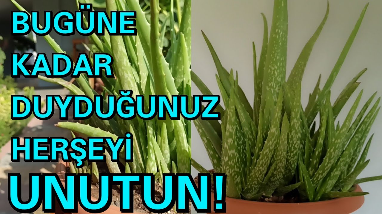 Aloe Vera Hakkında Gerçek Bilgiler