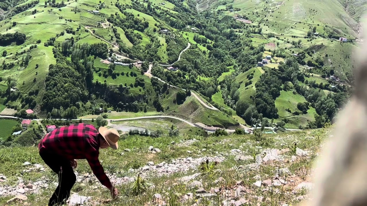 MUŞ DERECİK KÖYÜNDE KENGER MEVSİMİ BAŞLADI