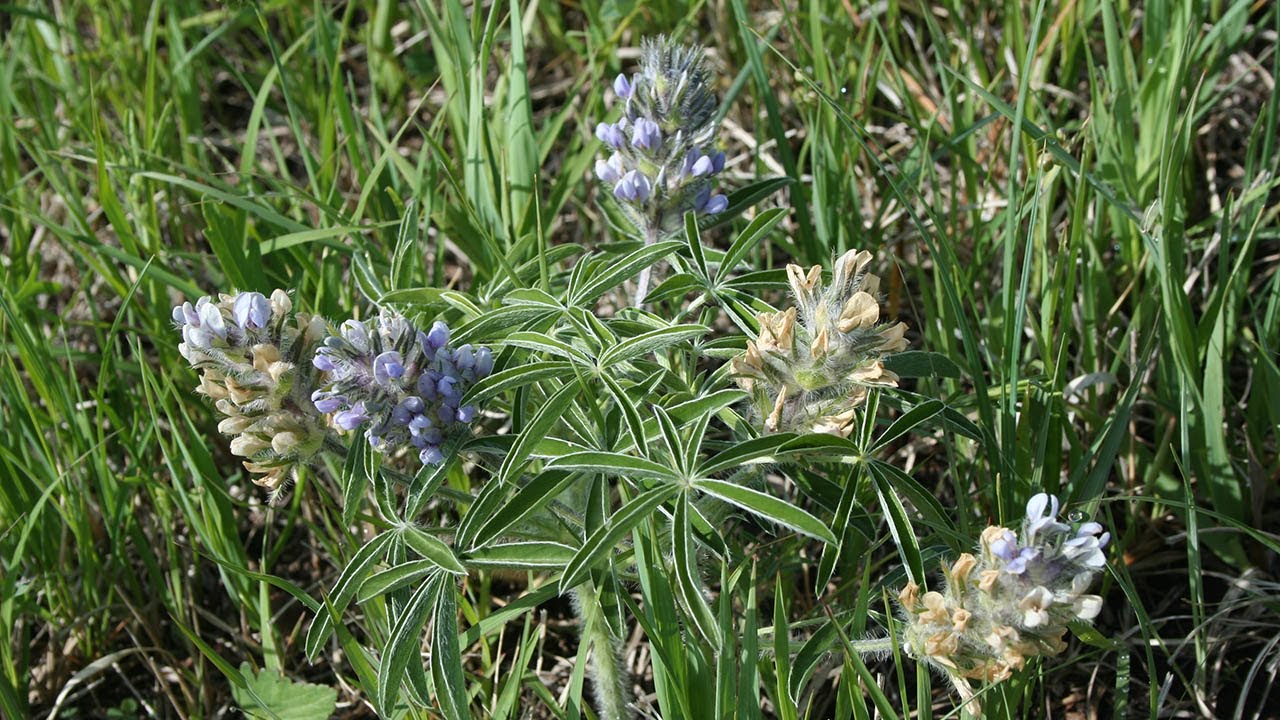 Problems with prairie turnips: Benefits & complications of long-term population monitoring & more