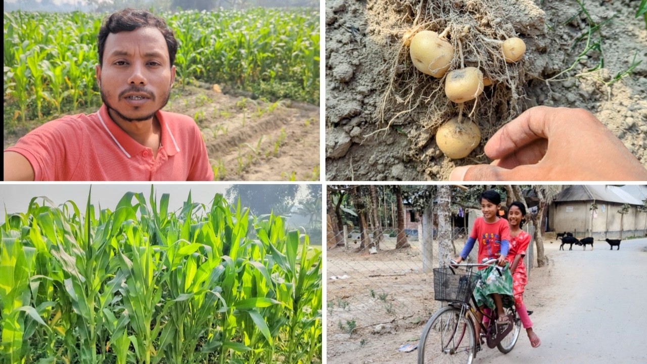আজ আলু তোলা শেষ করে ভুট্টার খেতে সেচ দেয়া হলো #villagelife