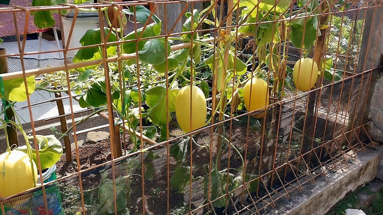 Cara menanam melon golden di polybag dari semai sampai panen.