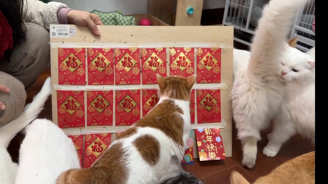 猫猫抢红包拜年，祝大家春节快乐，马年发财！