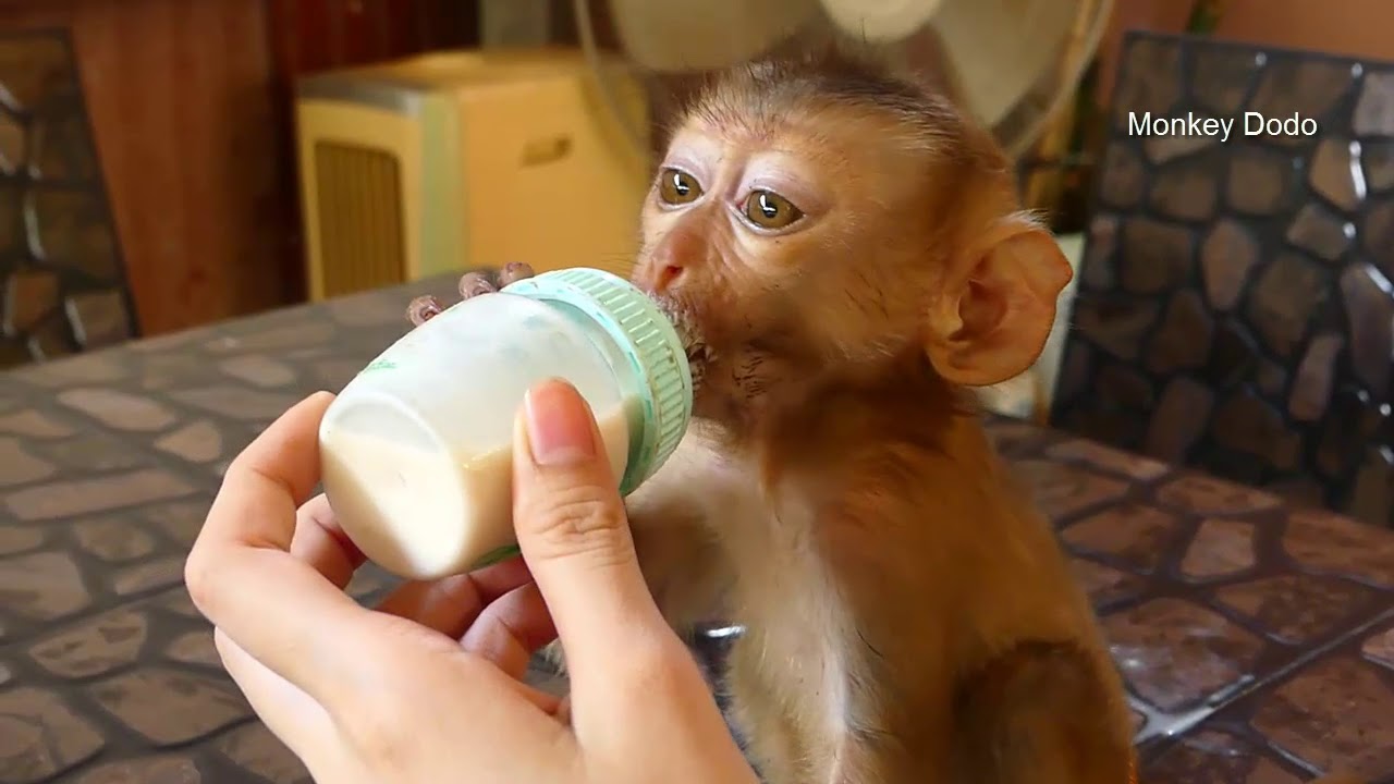 Baby Monkey Dodo Super Eat Milk But Don't Like Chontaburo