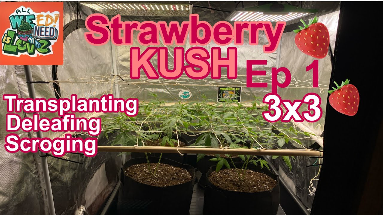 Strawberry Kush Grow ep1|| transplant!!!