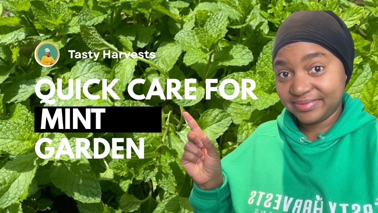 Transform Your Potted Mint Into a Thriving Garden