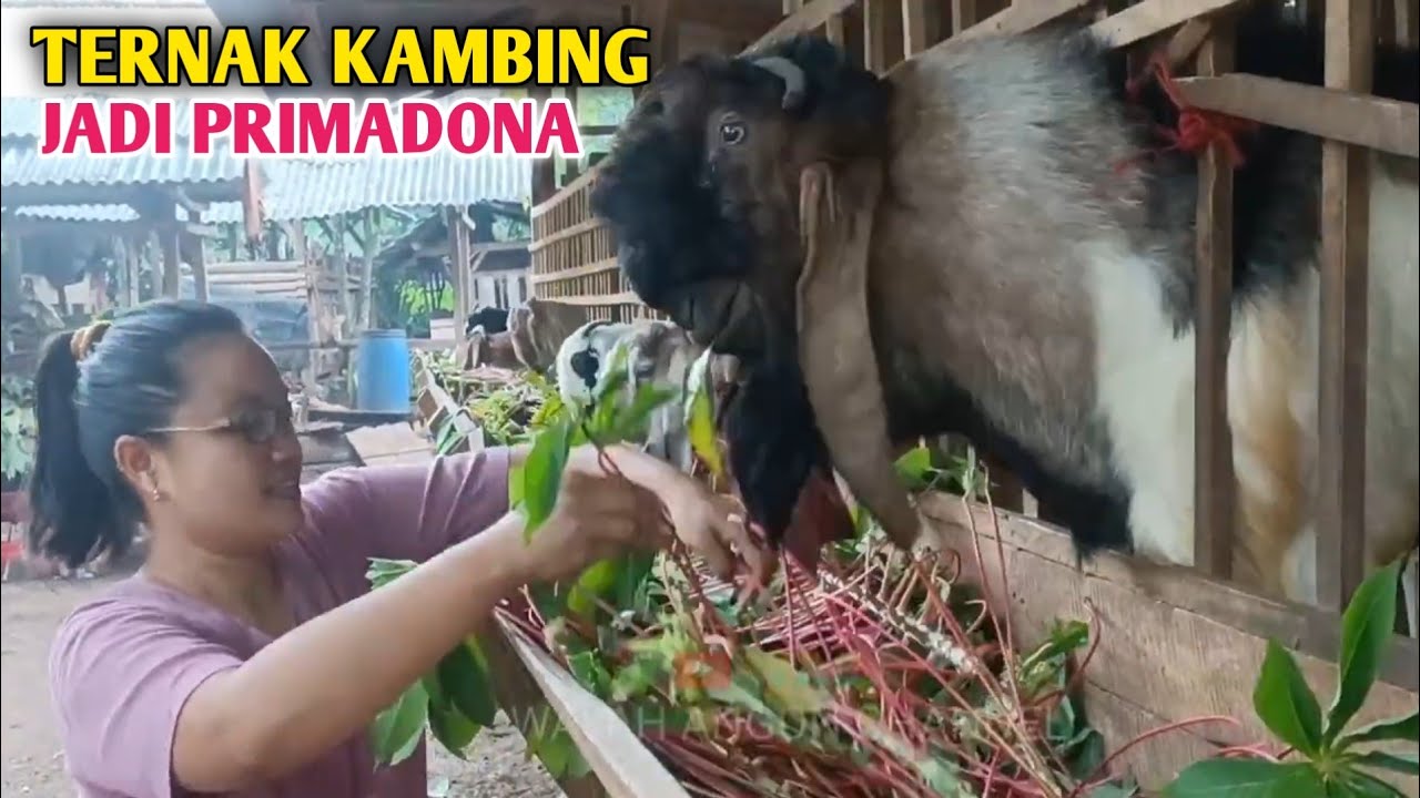 Ternak Kambing Di Kampung Tetap Jadi Primadona 