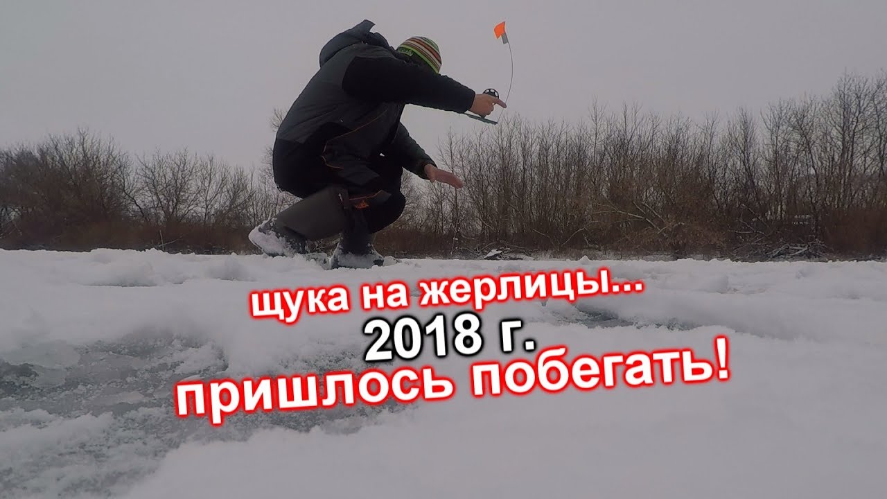 щука на жерлицы хороший клёв