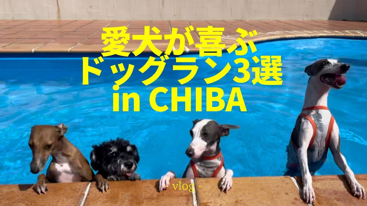 【あなたは何処派?!】崖、プール、ホテル付き 愛犬が喜ぶドッグラン in 千葉