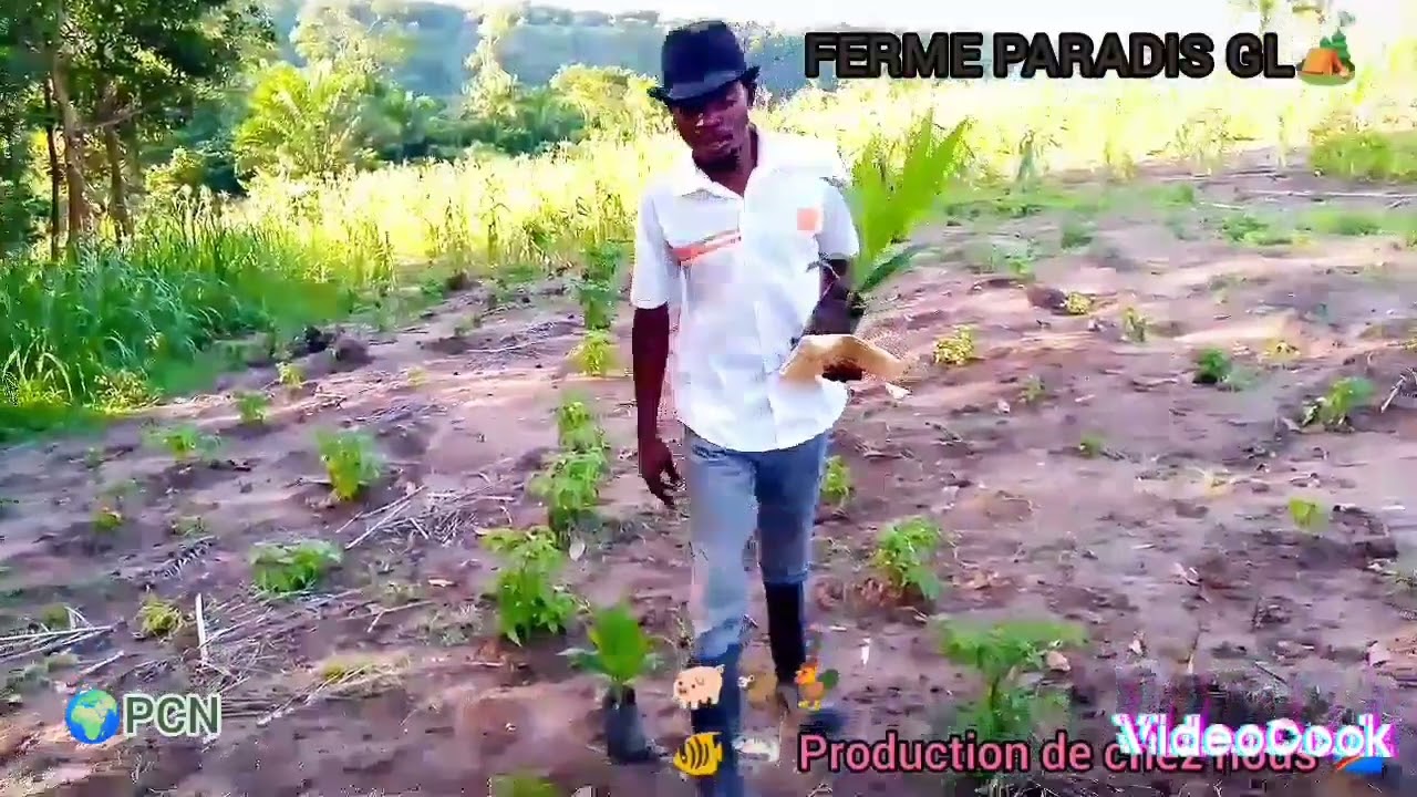 🔴 Comment cultiver le palmier à huile quelques techniques, mis en place 🛖🧑‍🍼