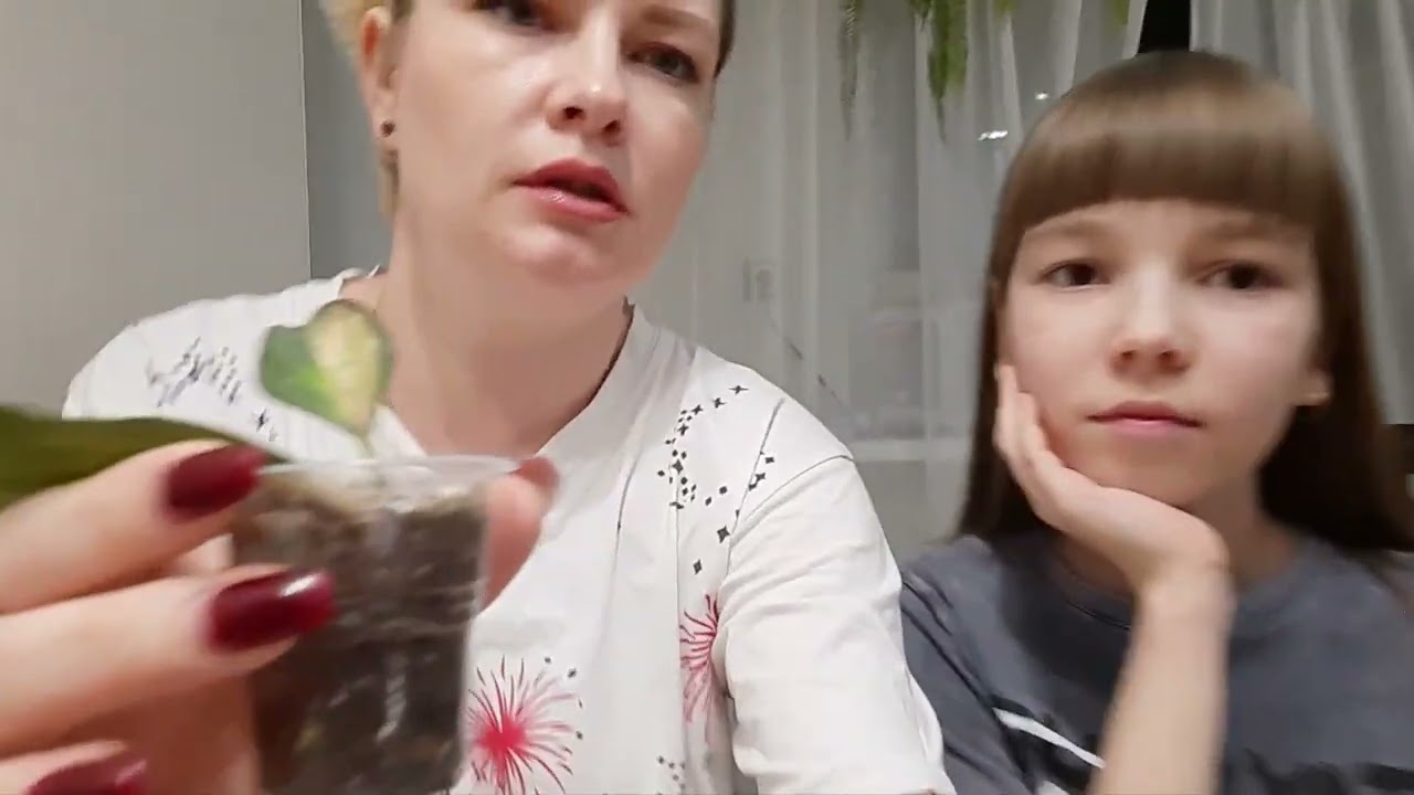 /Хойи/Боюсь пересаживать хойи Керри/ Что придумала/❄🤍