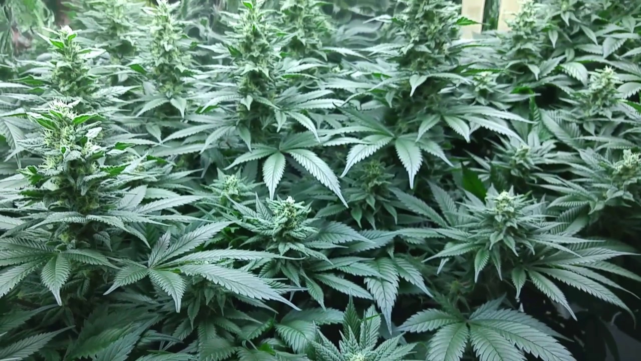 Fan leaf removal really works!!!