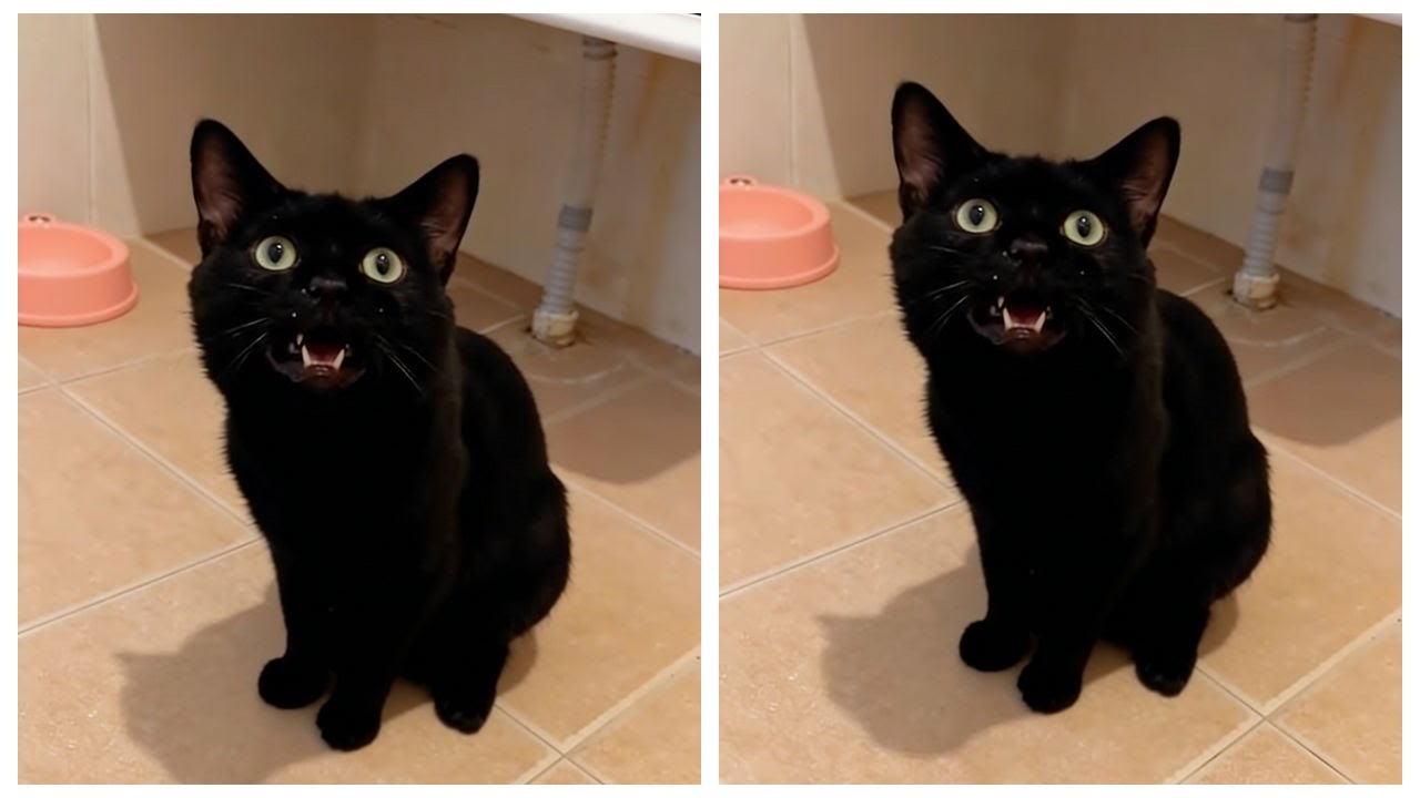 十斤多还觉得自己是个宝宝 #小黑猫#cat #貓咪日常 #喵哥是萌新