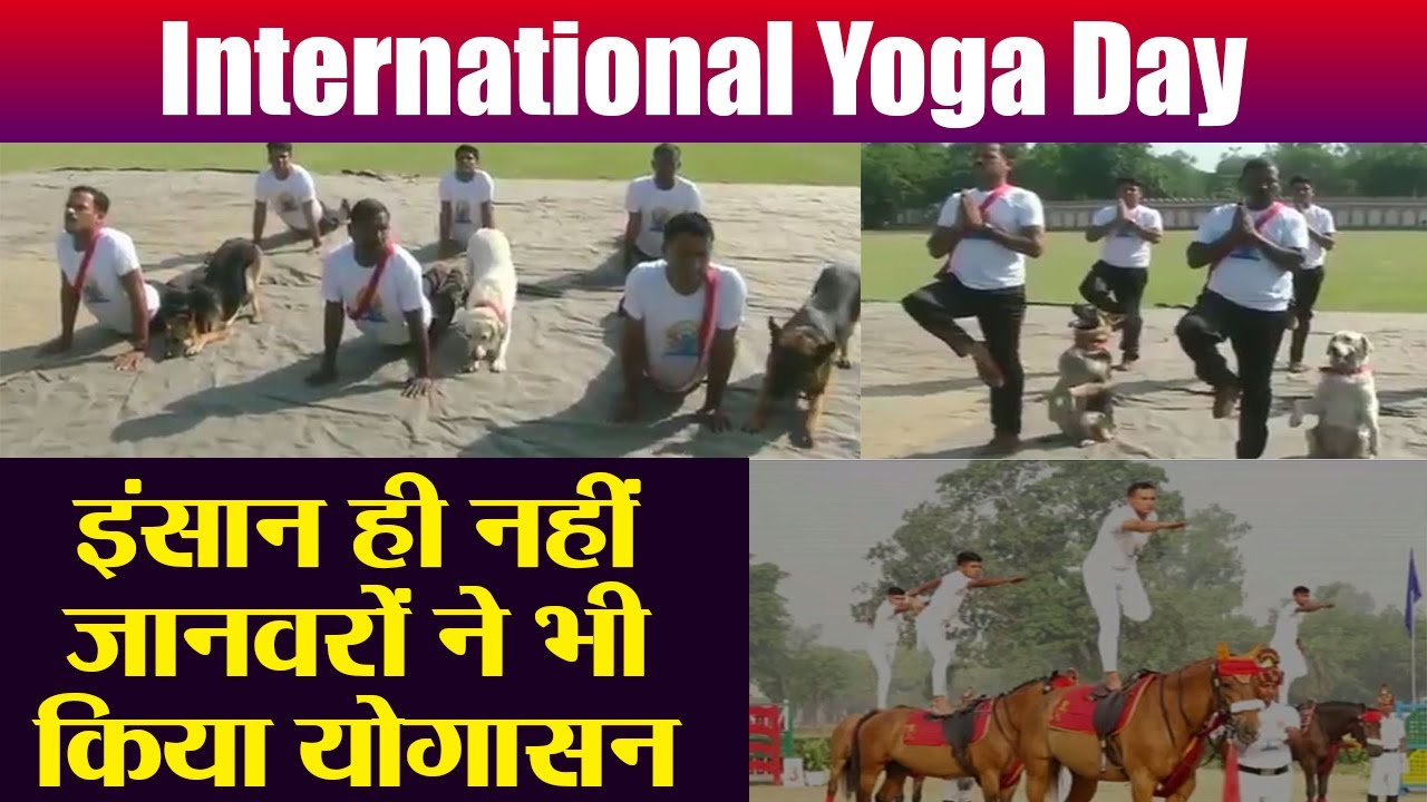 International Yoga Day: Indian Jawans के साथ Dogs, Horses भी कर रहे योग, VIRAL VIDEO |वनइंडिया हिंदी