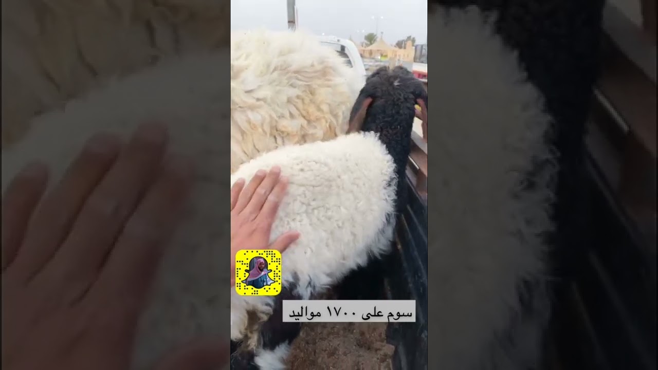 أكبر مزاد عالمي للإبل بمدينة الأنعام ببريدة، وحراج على أربعة أذواد