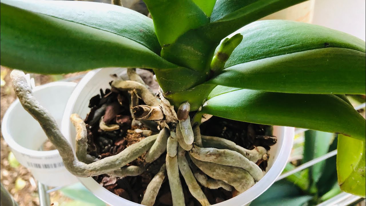 Por que mueren las orquídeas después del transplante