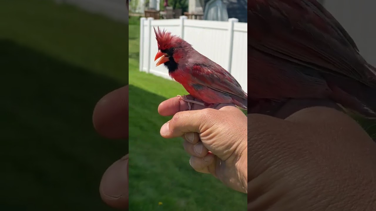 Making Friends With A Wild Cardinal