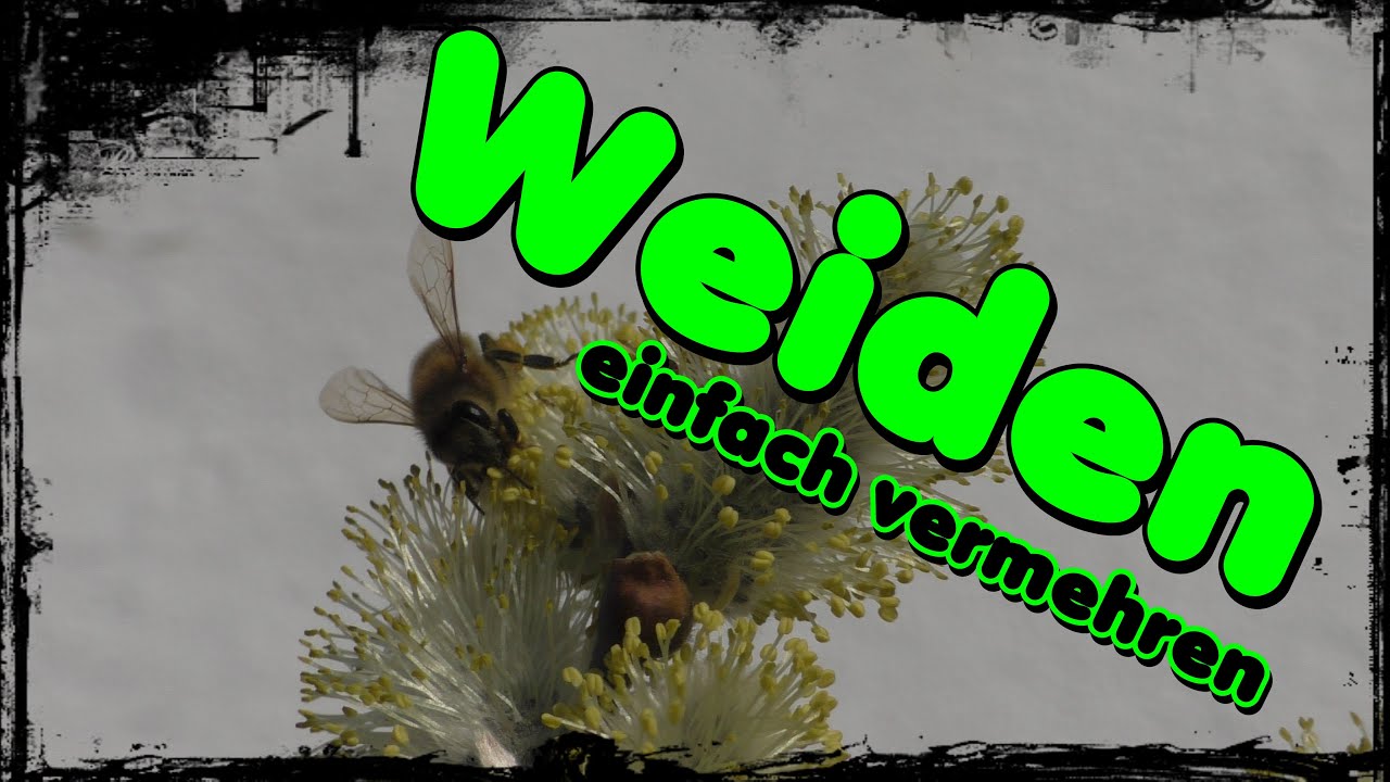 🦋🐝 Weiden einfach vermehren🌳
