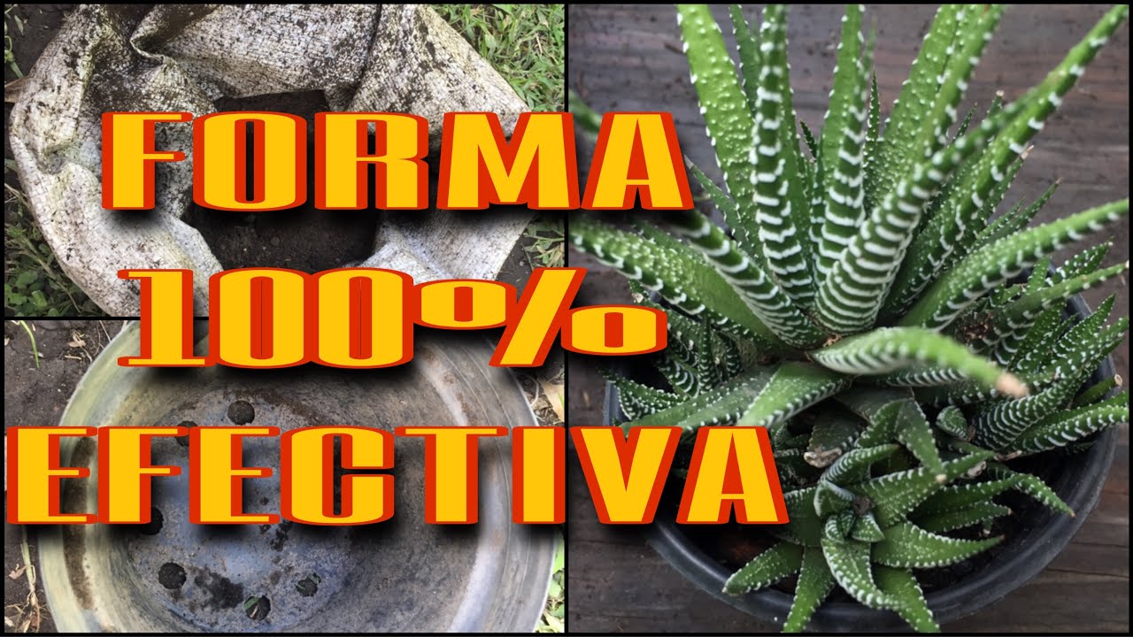 Haworthia Attenuata/Reproducción de la planta Cebra/PLANTA CEBRA
