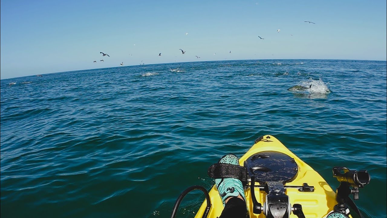 Pesca en Kayak Ep8 | Feeding frenzy de bonitos! Buscando al champion XXL!! | Coloso, Antofagasta.