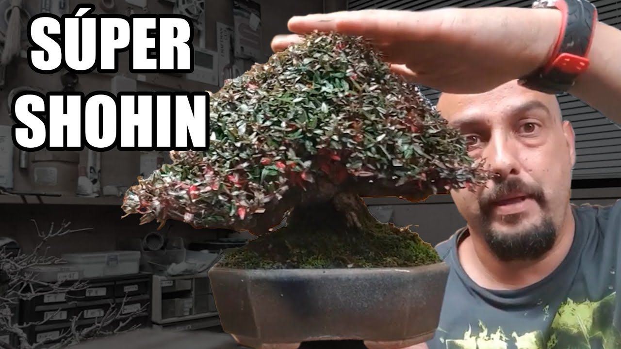 Shohin Bonsai ABSOLUTAMENTE INCREÍBLE