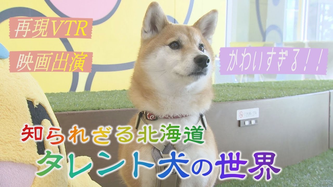 アノ名犬動画に登場した柴犬