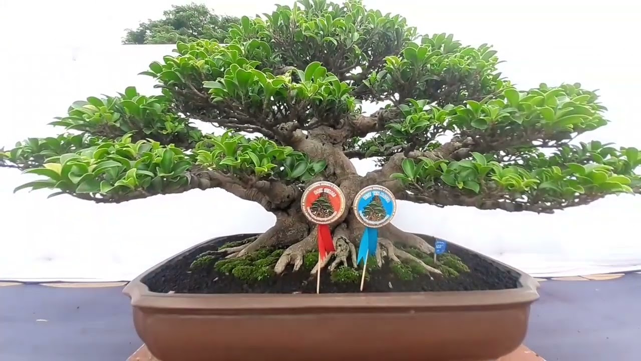 IINSPIRASI BONSAI