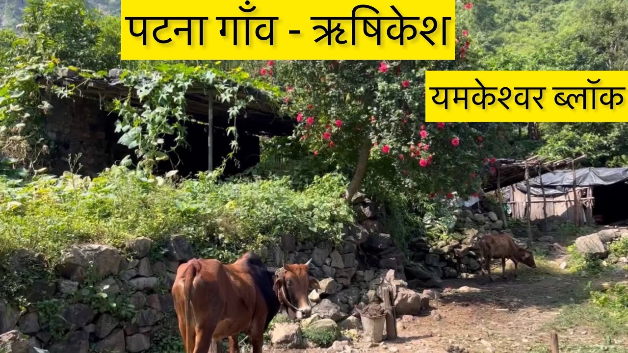 हमारा गाँव😍 Patna Village- Rishikesh | Vlog भी नहीं बनाने देते हैं 😖 | Yamkeshwar | Negiverse