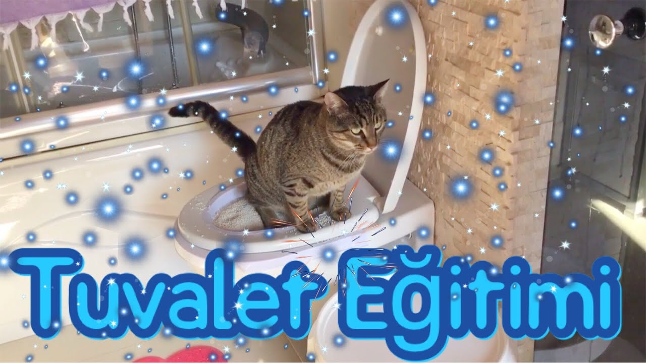 Kedi Tuvalet Eğitimi - Klozete Alıştırıyoruz