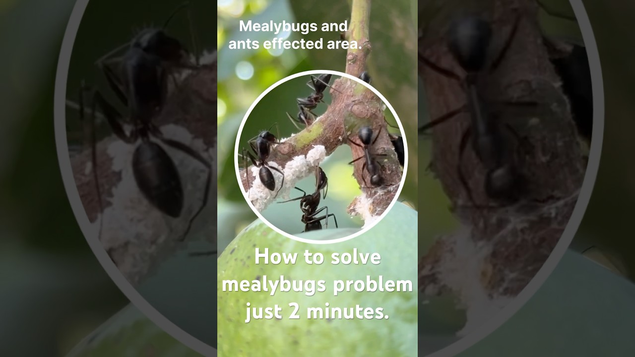 How to solve Mealybugs problem in just 2 minutes. #garden #gardening #shorts #green #fungustreatment