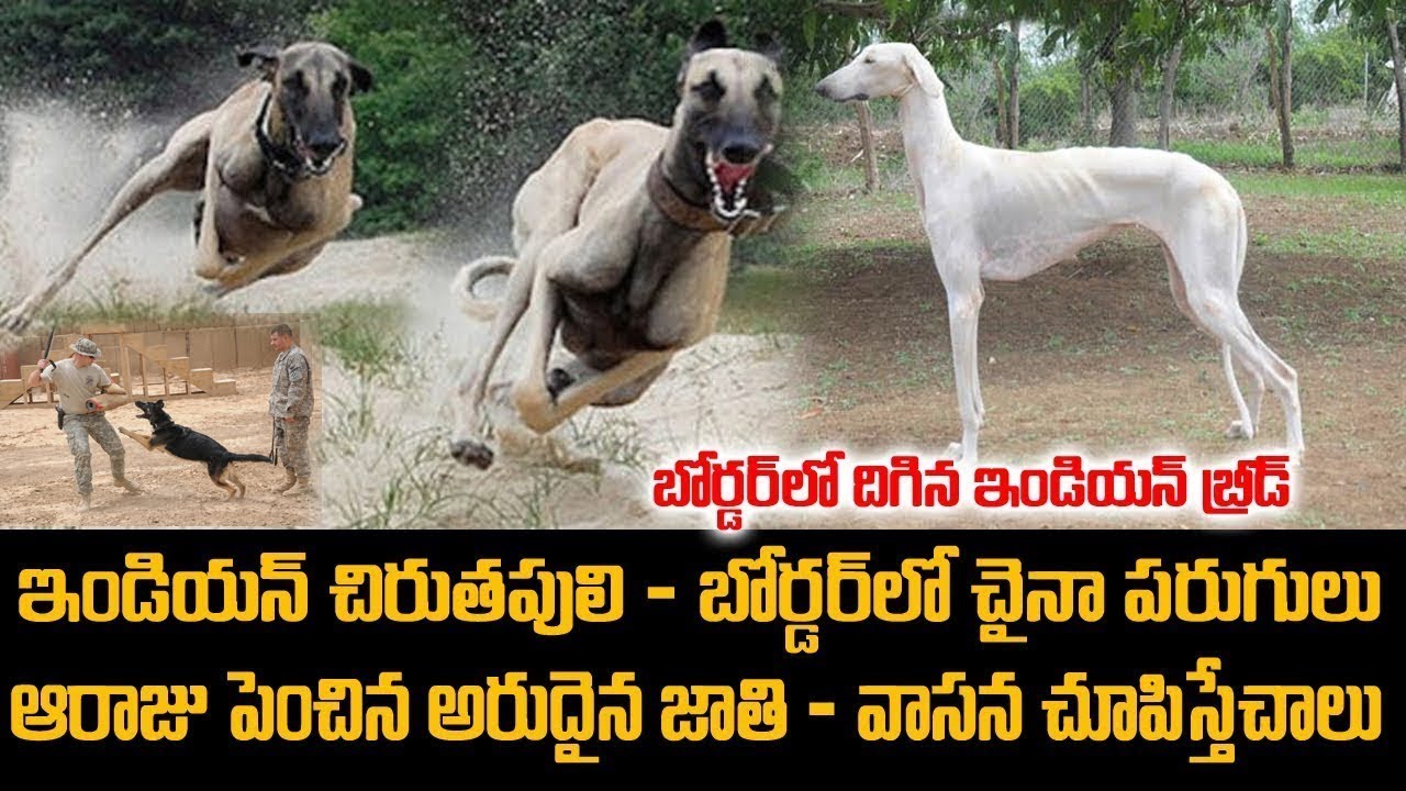 ఒకరాజు పెంచిన ఇండియన్ బ్రీడ్ ఇపుడు బోర్డర్ లో  చైనాకి ఇక చుక్కలే | Mudhol Hound Dog in Army | Mr V