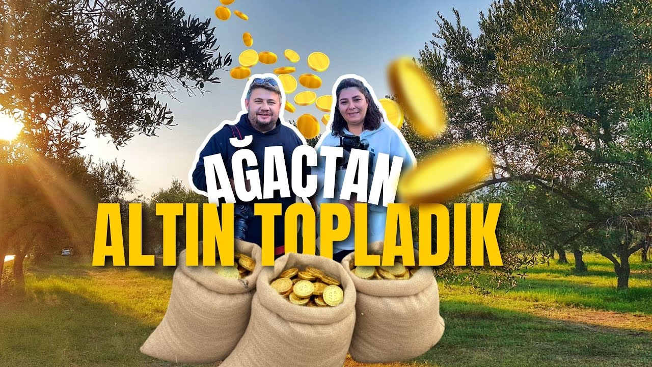 Ayvalık’ın En Saf Zeytinyağı Nasıl Yapılıyor? | Zeytincinin Bir Günü