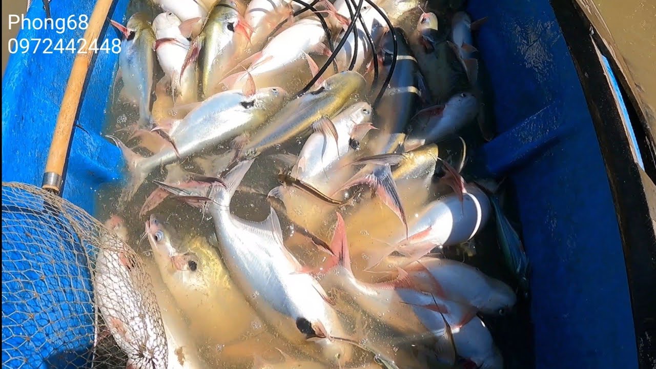 Thực tế 72f một vợt thả cáp // Phong68