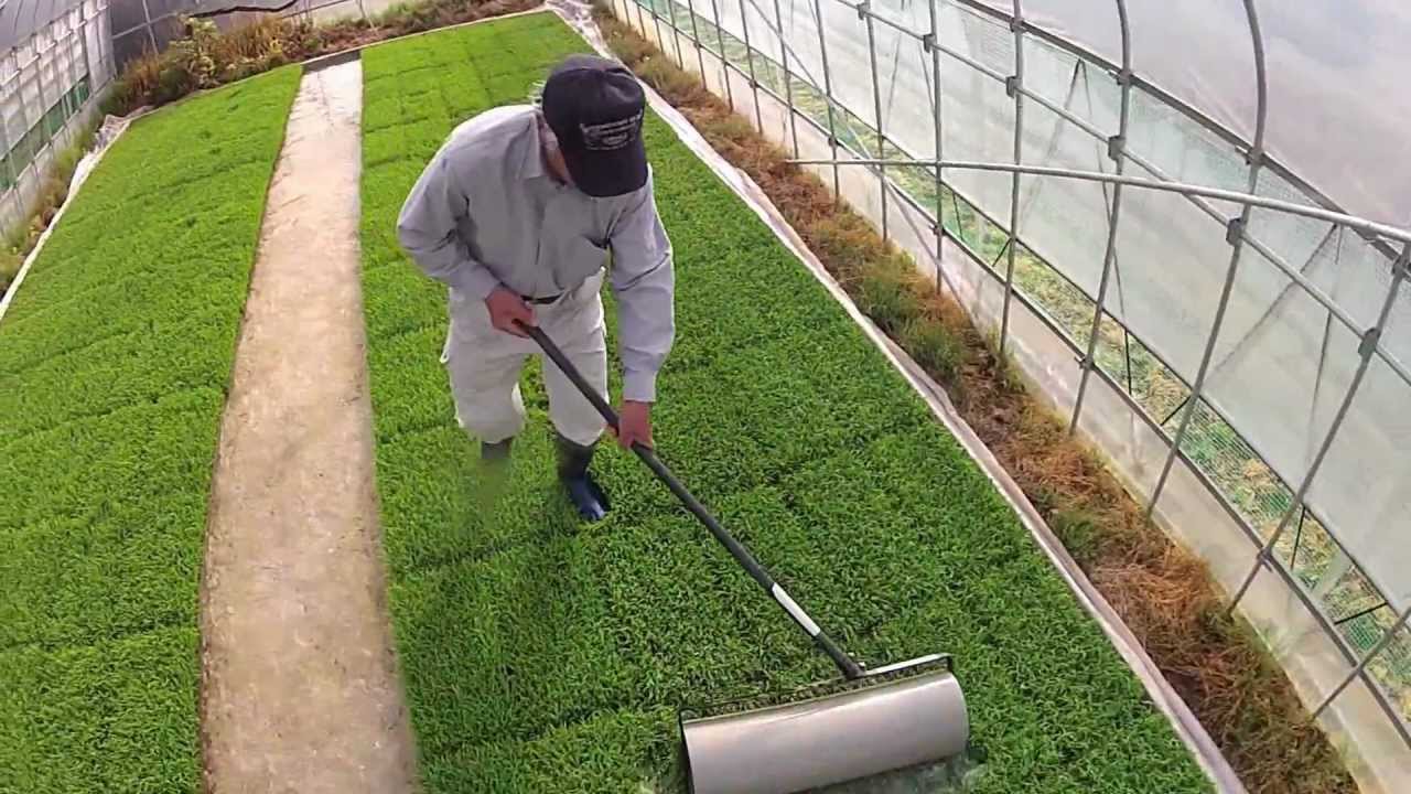 今年の苗は青いゾ（コシヒカリの苗にローラーをかける2012）