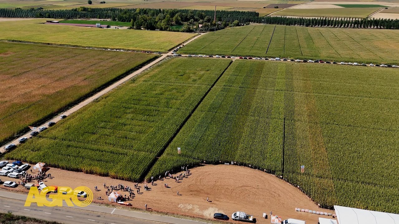 AgroTv en España: KWS a Campo Abierto exhibe maíces que superan las 18 toneladas (#1155 2025-09-27)