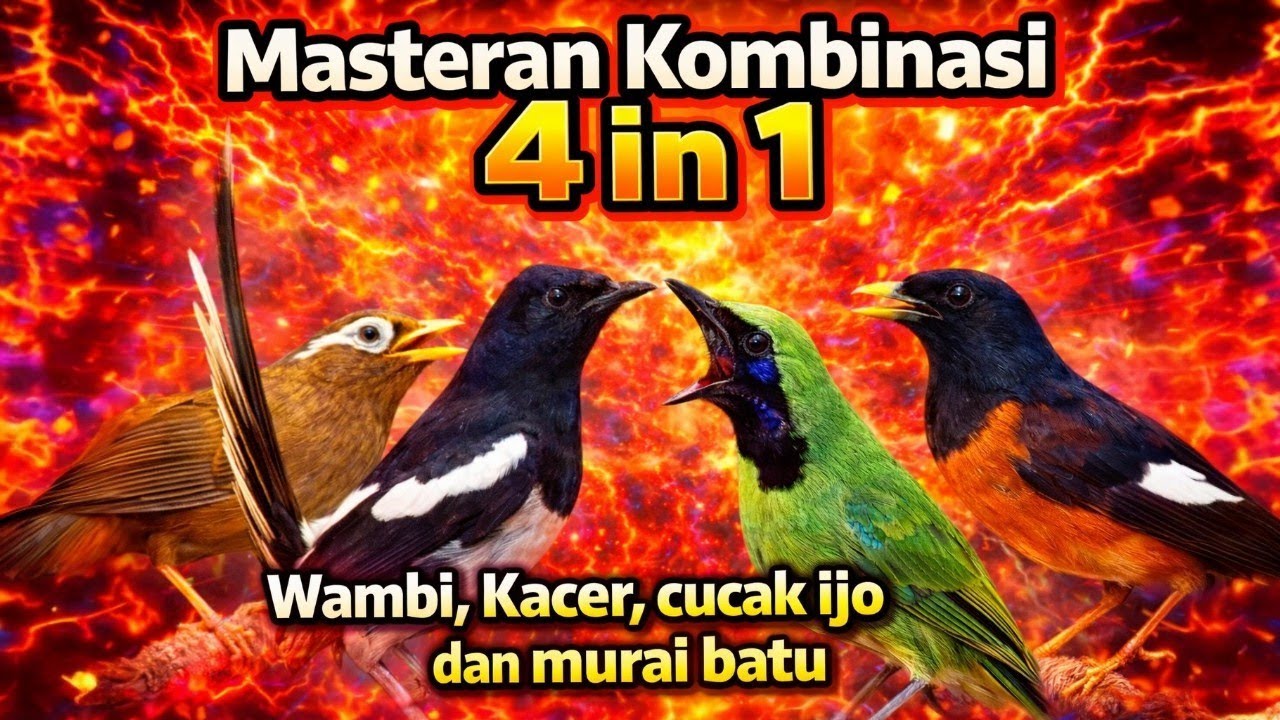 Masteran Kombinasi 4 in 1 Wambi,Kacer,cucak ijo dan murai batu