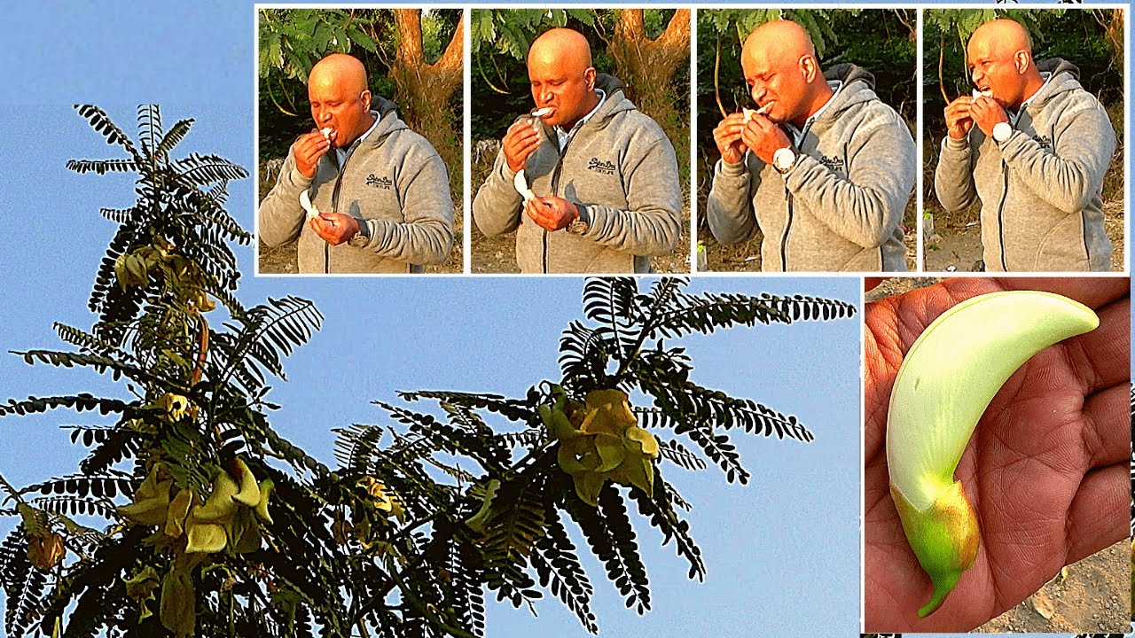 अगस्त, पहचान और फायदे │ Agati Grandiflora Identification & Benefits, Health Channel By Vishal Sathye