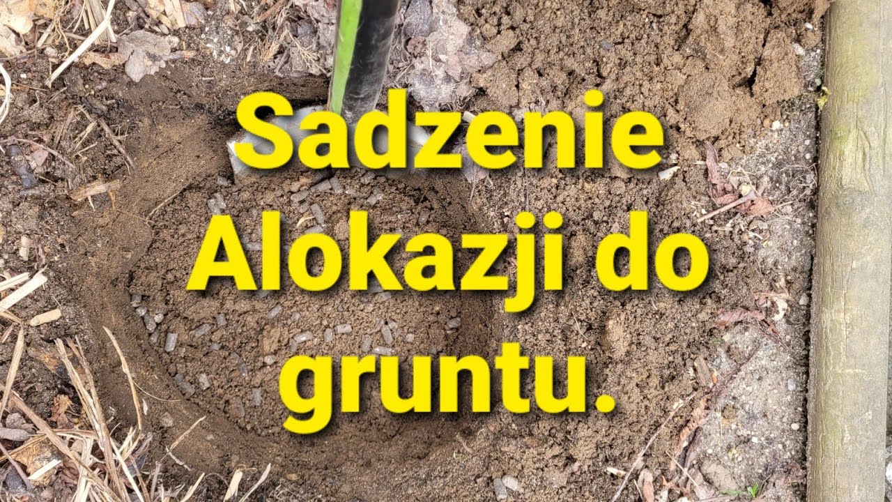 497#. Sadzenie Alokazji do gruntu. 5.05.21