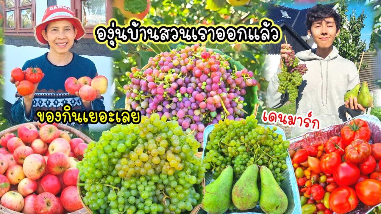 คนไทยในเดนมาร์ก เก็บองุ่นสีม่วง สีเขียวมะเขือเทศ แอปเปิ้ล แบล็คเบอร์รี่ ผลไม้ผักอินทรีย์บ้านสวน