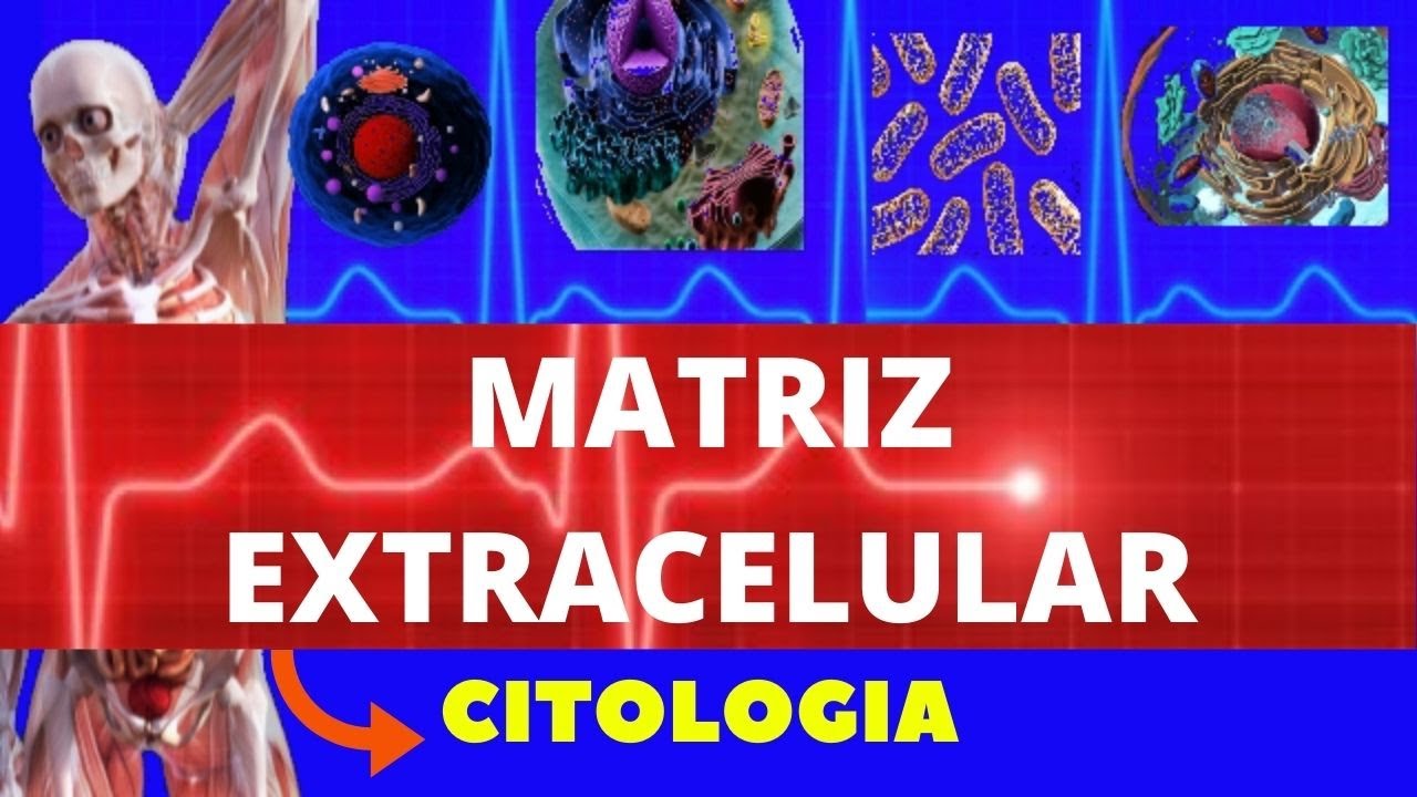 MATRIZ EXTRACELULAR - PROTEOGLICANOS, GLICOSAMINOGLICANOS, GLICOPROTEÍNAS, COLÁGENO - CITOLOGIA