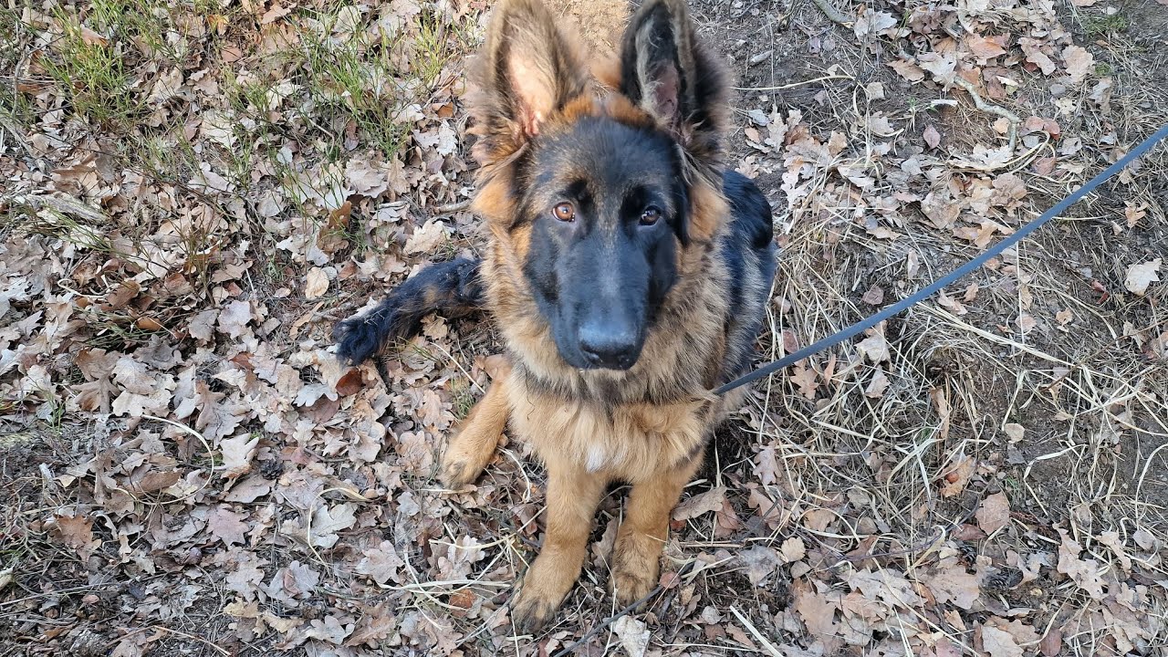 Ares w moim samochodzie nie chce jeździć a w innych tak. Ciekawe dlaczego?