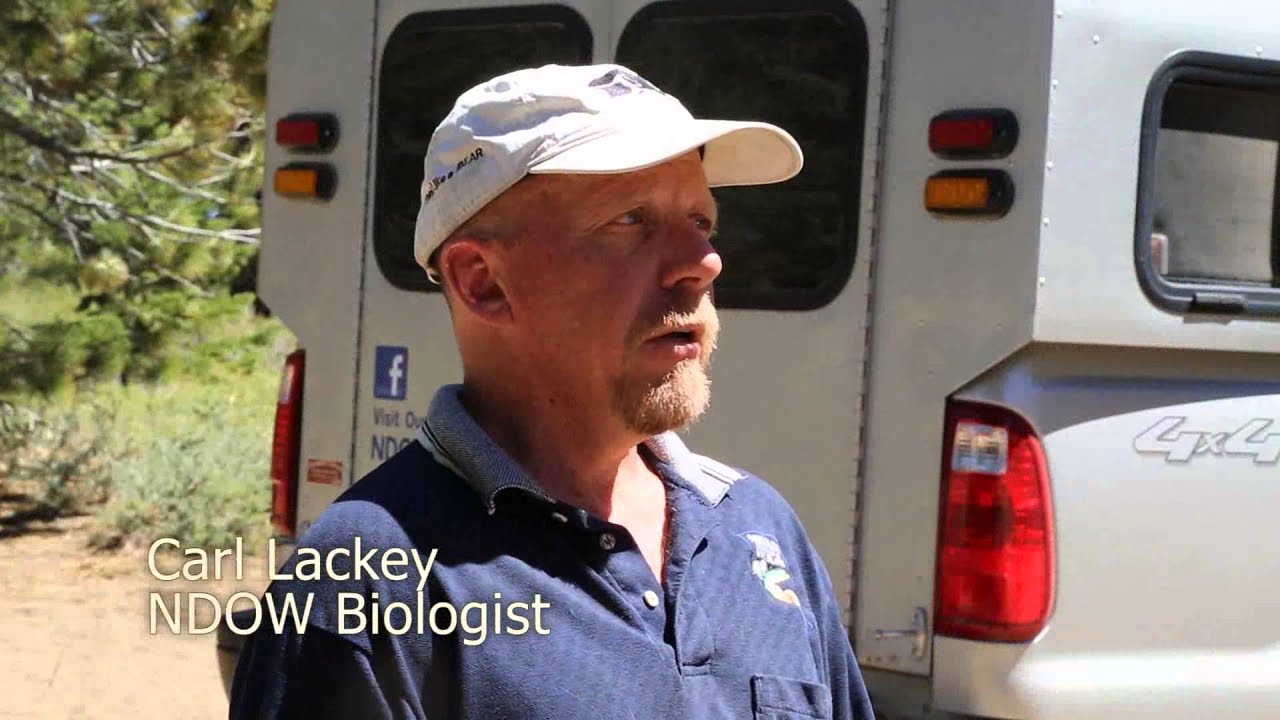 Nevada Department of Wildlife Bear Management